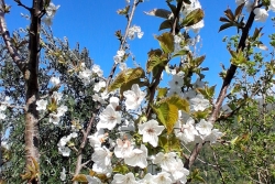 VAIANO VENDESI TERRENO AGRICOLO DI 1 ETTARO